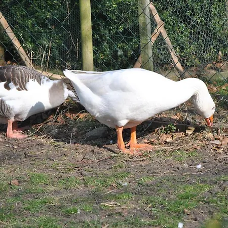 Apartment De Olle Uhlhoff