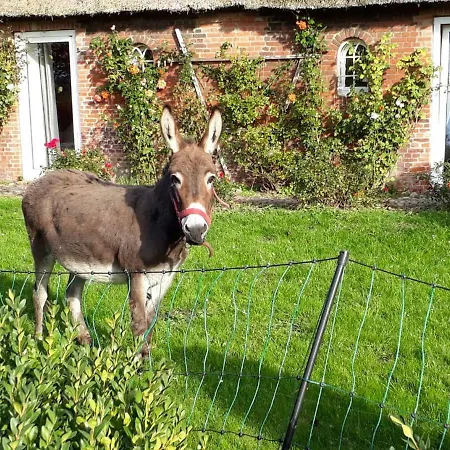 De Olle Uhlhoff * Barlt
